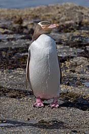 Maybe you would like to learn more about one of these? Penguin Wikipedia Bahasa Melayu Ensiklopedia Bebas