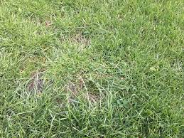 15 typische unkräuter im garten. Unkraut Im Rasen 5 Tipps Was Man Dagegen Tun Kann