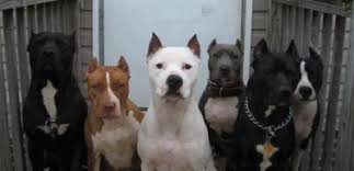 Dog Dogo Argentino Cane Corso Pitbull Mix Cane corso italian mastiff cane corso mastiff cane corso dog big dogs dogs and puppies doggies cane corso kennel beautiful dogs amazing dogs.