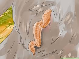 Increasingly popular with backyard breeders, guinea fowl provide eggs and meat for the table while serving as alarms and as insect pest eradicators. 3 Ways To Tell The Sex Of Guinea Fowl Wikihow
