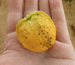 Image result for Hunteria umbellata