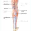 The largest tendon in the knee is the patellar tendon. 1