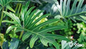 Bunga mawar memiliki warna yang cantik sehingga membuatnya. 10 Jenis Tanaman Perdu Hias Untuk Menghias Halaman Rumah