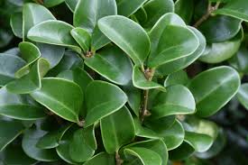 Image result for Lythrum rotundifolium