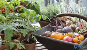 Menanam tanaman sayur di rumah sebenarnya sangat mudah! Ragam Tips Mudah Membuat Kebun Sayur Di Rumah Dijamin Anti Gagal