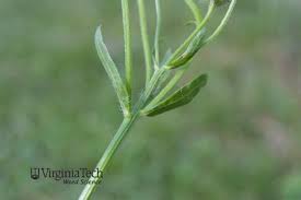 Image result for Oxyanthus strigosus