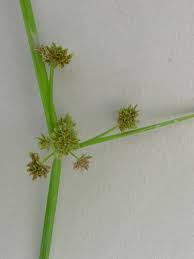 Image result for Cyperus dubius