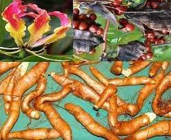 Image result for Gloriosa superba