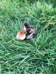 Also, they can lay around 180 to 200 eggs per year as it is. Serama Chick Alchemist Farm