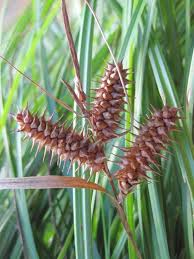 Image result for Carex brassii