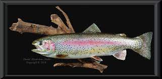 Check spelling or type a new query. Rainbow Trout Fish Mounts Replicas Fish Mounts Fish Fish Taxidermy
