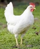Conoce las Razas de Gallina de Postura | Intagri S.C.
