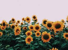 Vsco Flowers Desktop Wallpapers Top Free Vsco Flowers Desktop Backgrounds Wallpaperaccess Find and download hypebeast wallpaper on hipwallpaper. vsco flowers desktop wallpapers top
