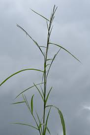 Image result for Rottboellia cochinchinensis