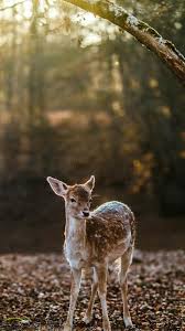 Matt hansen photography's whitetail deer photography collection. Whitetail Deer Wallpaper Free For Android Apk Download