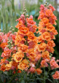 Pin On Gardening