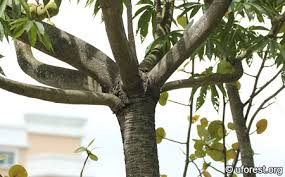 Image result for Sterculia appendiculata