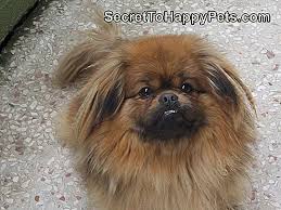 Hamile Pug Kopek Isaret Ve Belirtileri Tr Secrettohappypets Com