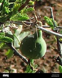 Image result for Coccinia rehmannii