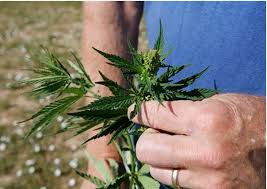 Florida voters back medical marijuana by huge margins; 88% approve use