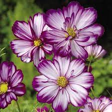 Cosmos Bipinnatus Fizzy Rose Picotee Cosmos Flowers Flower Seeds Plants