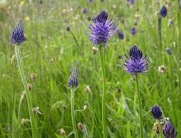 Image result for Phymaspermum