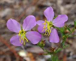 Image result for Rhynchosia chapmanii