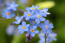 Forget me not flowers in pots. Myosotis Sylvatica Wood Forget Me Not