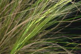 Image result for Polystachya tenuissima