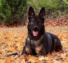 Such as superior intelligence with a strong drive to learn, loyalty, confidence and are naturally protective. Camelot German Shepherds German Shepherd Breeders Chattanooga Tennessee Camelot German Shepherds