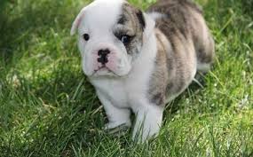 The current median price of english bulldogs in texas is $2,750.00. Miniature English Bulldog Puppies For Sale Houston Tx 259356