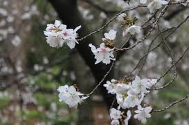 Obtenez des réponses rapides du personnel et personnes ayant visité le cherry hill market and cafe. Spring S Finally Here Cherry Trees Blooming At The Brooklyn Botanic Garden Prospect Heights New York Dnainfo