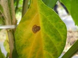 Kenapa daun pokok lada berkedut. Hiking Gardening Cili Dan Penyakit