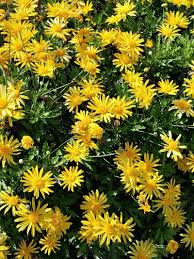 Image result for Euryops chrysanthemoides