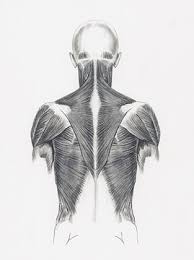 The back muscles can be three types. Human Anatomy David Hamuel Natural History
