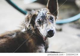 Image result for scabies dogs detail