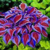Qulista Samenhaus 50pcs Bunte Funkien Hosta Herzblatt Lilie Langlebig Blumensamen Mischung Winterhart Mehrjahrig Fur Halb In 2020 Hosta Pflanzen Gartensamen Pflanzen