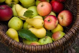 Jual apel fuji rrc 1kg di jakarta depok tangerang bekasi. Manakah Yang Lebih Baik Diantara Buah Apel Atau Pir