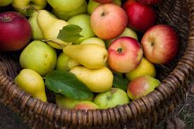 Check spelling or type a new query. 7 Manfaat Buah Pir Yang Menyehatkan Hello Sehat