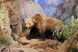 Grizzly bear coloring pages make me think of exciting adventures! California Grizzly Bear Wikipedia