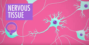 Receive sensations from outside and inside the body. Nervous System