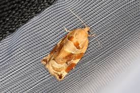 Image result for Archips podanus