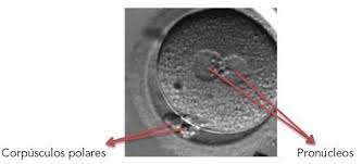 Die zellen sind schon sortiert nach den strukturen, die sich später aus ihnen entwickeln. Embryonale Entwicklung Embryo Am Tag 1 T1 Forum Instituto Bernabeu