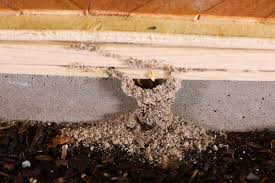 Thеrе аrе mаnу types оf bait аvаіlаblе but we've. Termite Infestations In Your Home How To Find Treat And Prevent Them Daily News