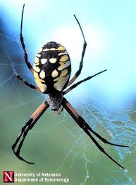 Black And Yellow Striped Spider Europe Common Spiders In And Around Homes University Of Minnesota Extension Garden Spider Spider Insect Species