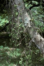 Image result for Ficus sur
