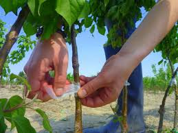 Whip and tongue or bench grafting are most commonly used for fruit and nut trees. How To Graft A Fruit Tree Cummins Nursery Fruit Trees Scions And Rootstocks For Apples Pears Cherries Plums Peaches And Nectarines