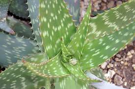 Image result for Aloe zebrina