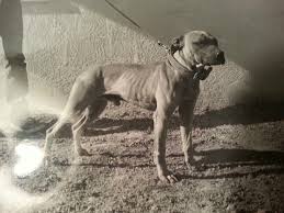 Nigerino Old Style Game Pitbull Terrier American Pitbull Terrier Pitbull Terrier Working Dogs