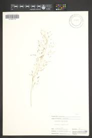 Image result for Eragrostis sylviae